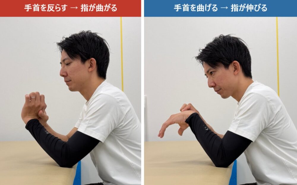 手首を反らすと指が曲がり、手首を曲げると指が伸びる